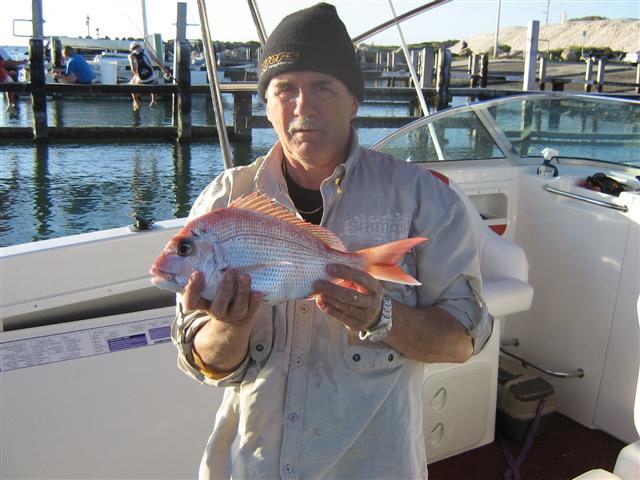 Pink snapper